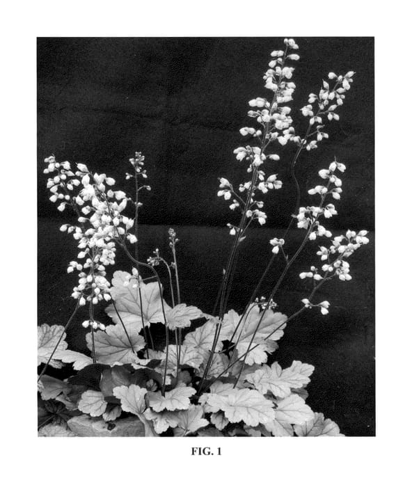 Figure 1 of US plant patent PP23349, the photograph of Stainless Steel printed in the patent.