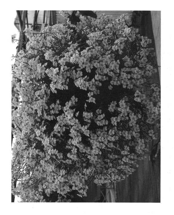 Figure 1 of US plant patent PP23350, the photograph of Nesplupurwhi printed in the patent.