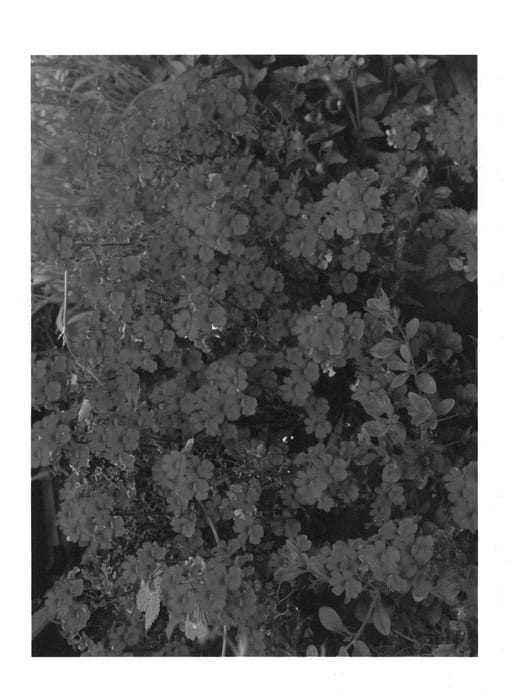 Figure 1 of US plant patent PP23351, the photograph of Nespluscred printed in the patent.