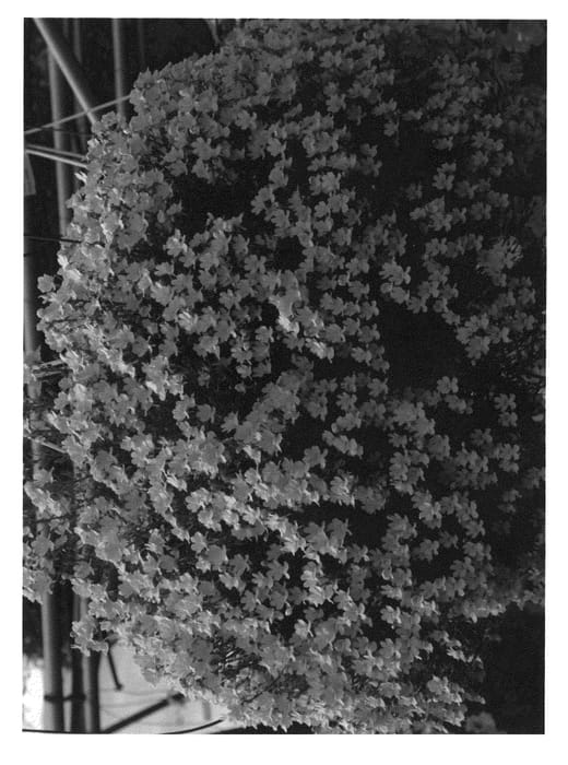 Figure 1 of US plant patent PP23352, the photograph of Nesplugoyel printed in the patent.