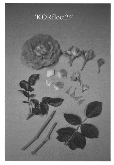 Figure 1 of US plant patent PP23353, the photograph of KORfloci24 printed in the patent.