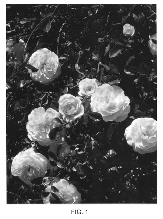 Figure 1 of US plant patent PP23354, the photograph of Meimirrote printed in the patent.