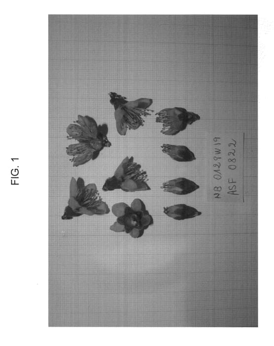 Figure 1 of US plant patent PP23355, the photograph of NECTARBOOM printed in the patent.