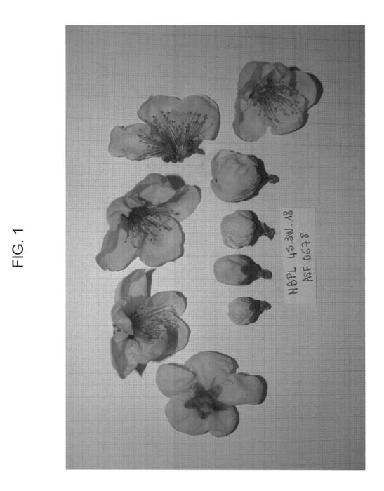Figure 1 of US plant patent PP23356, the photograph of CAKEPEARL printed in the patent.