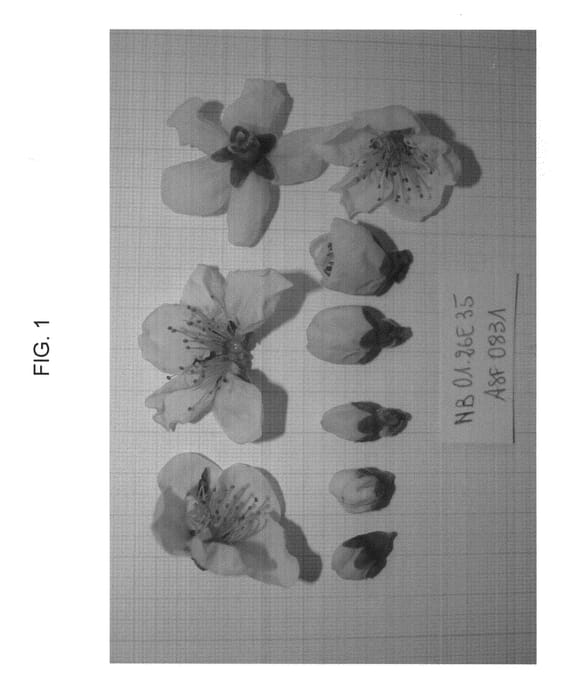 Figure 1 of US plant patent PP23357, the photograph of NECTARPERF printed in the patent.