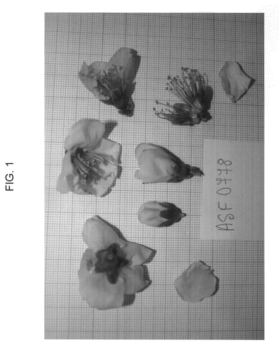 Figure 1 of US plant patent PP23358, the photograph of CAKEREDAL printed in the patent.
