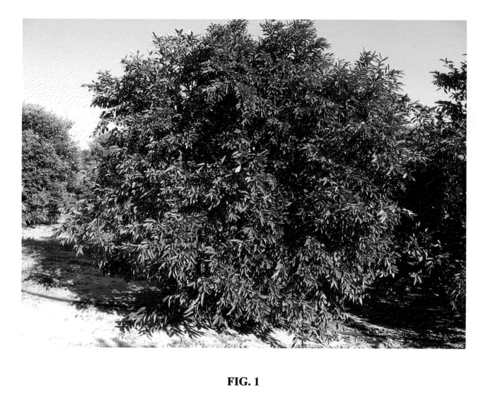 Figure 1 of US plant patent PP23359, the photograph of 950 printed in the patent.