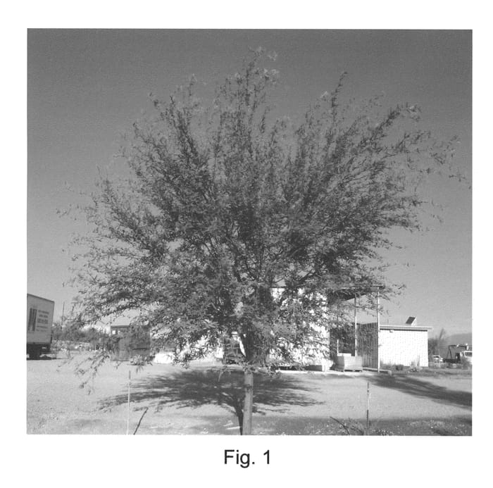 Figure 1 of US plant patent PP23360, the photograph of Leslie Roy printed in the patent.