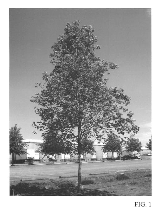 Figure 1 of US plant patent PP23361, the photograph of JFS-Caddo2 printed in the patent.