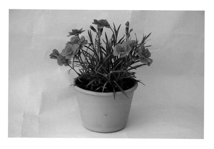 Figure 1 of US plant patent PP23362, the photograph of KLEDG11142 printed in the patent.