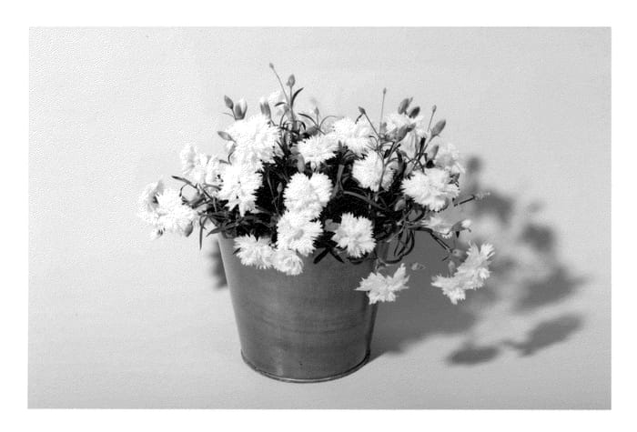 Figure 1 of US plant patent PP23363, the photograph of KLEDG10116 printed in the patent.