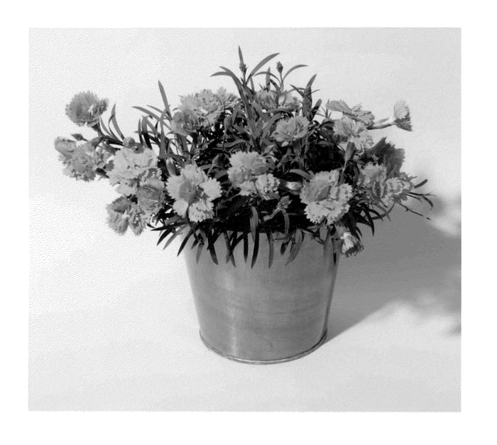 Figure 1 of US plant patent PP23364, the photograph of KLEDG10119 printed in the patent.