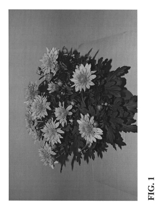 Figure 1 of US plant patent PP23365, the photograph of Zanmubella printed in the patent.