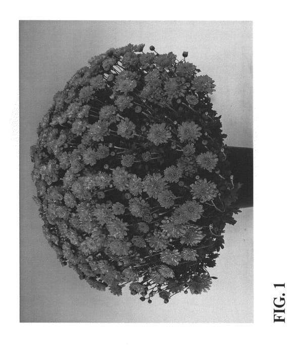 Figure 1 of US plant patent PP23367, the photograph of Zanmuflamincran printed in the patent.