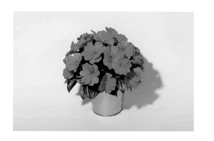 Figure 1 of US plant patent PP23368, the photograph of KLENI10119 printed in the patent.