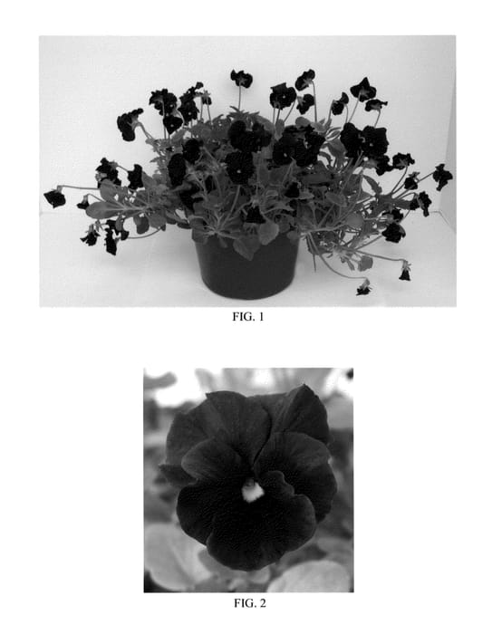Figure 1 of US plant patent PP23369, the photograph of Blackout printed in the patent.