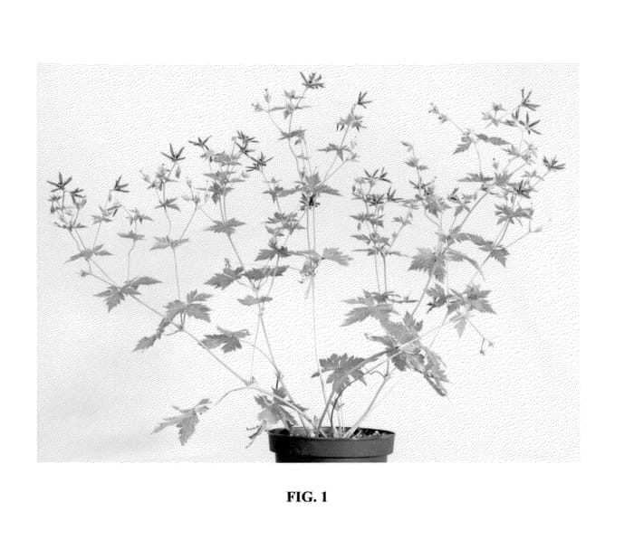 Figure 1 of US plant patent PP23370, the photograph of Catherine Deneuve printed in the patent.