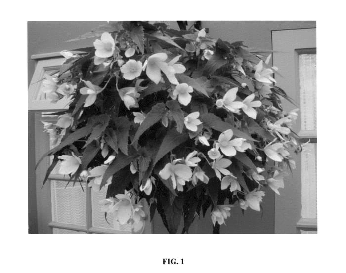 Figure 1 of US plant patent PP23371, the photograph of YAMOON printed in the patent.