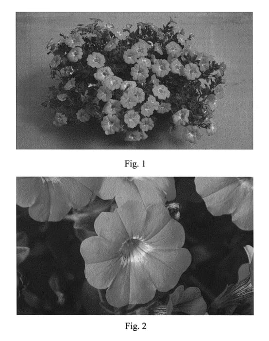 Figure 1 of US plant patent PP23372, the photograph of SAKPXC009 printed in the patent.