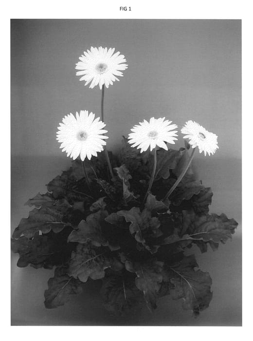 Figure 1 of US plant patent PP23373, the photograph of UFGE 7014 printed in the patent.