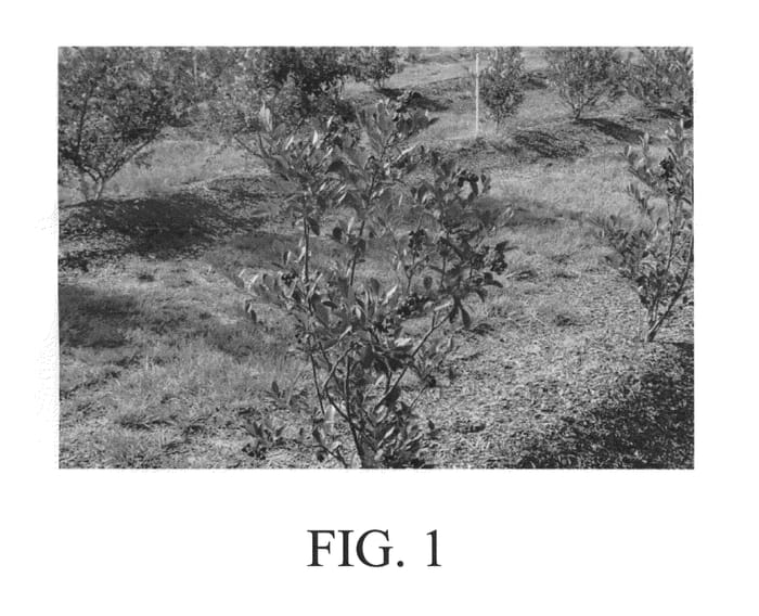 Figure 1 of US plant patent PP23374, the photograph of T-885 printed in the patent.