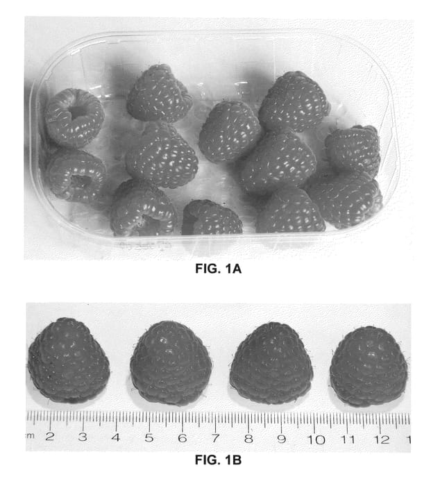 Figure 1 of US plant patent PP23375, the photograph of Crimson Giant printed in the patent.