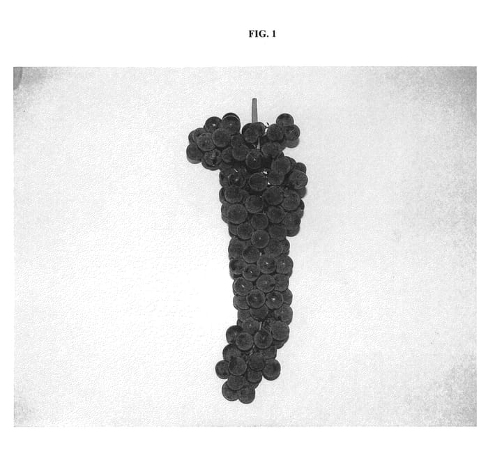Figure 1 of US plant patent PP23376, the photograph of Nokomis printed in the patent.