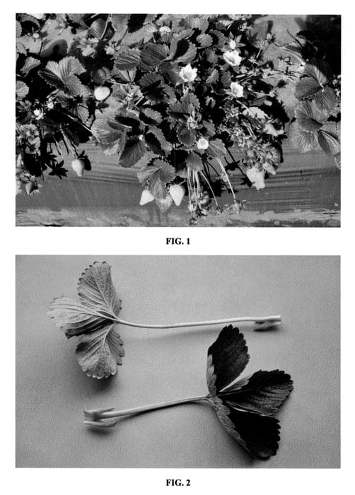 Figure 1 of US plant patent PP23377, the photograph of DrisStrawTwentySix printed in the patent.