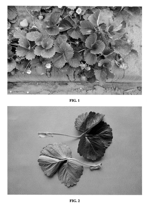 Figure 1 of US plant patent PP23378, the photograph of DrisStrawTwentyFour printed in the patent.