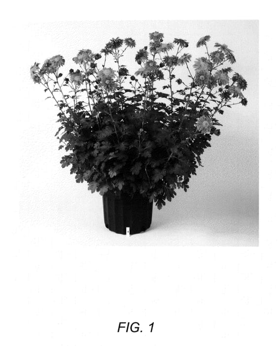 Figure 1 of US plant patent PP23379, the photograph of Glowing Ember printed in the patent.