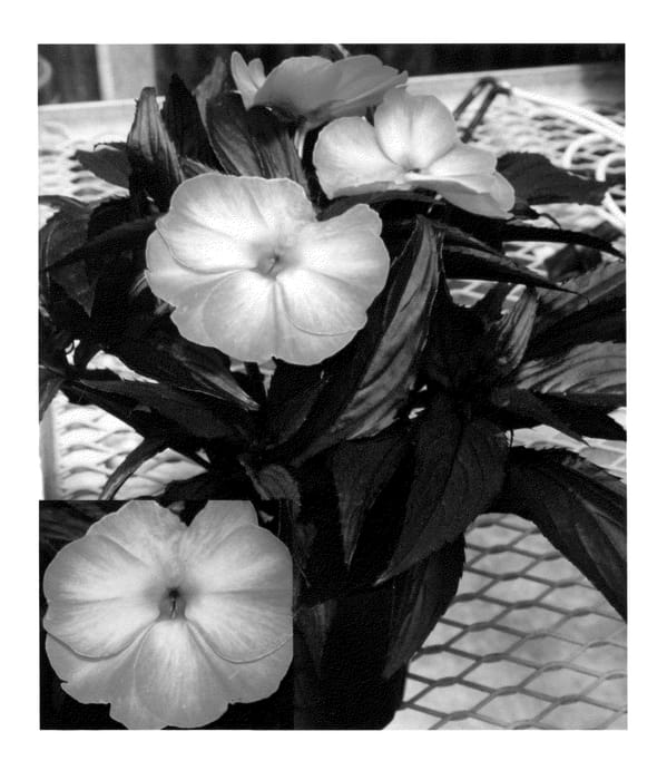 Figure 1 of US plant patent PP23380, the photograph of IMGZ0006 printed in the patent.