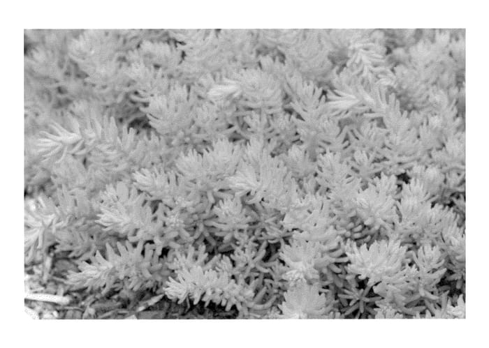 Figure 1 of US plant patent PP23381, the photograph of Nonul printed in the patent.