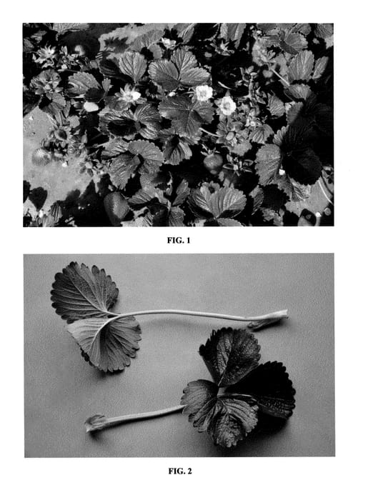 Figure 1 of US plant patent PP23382, the photograph of DrisStrawTwentyFive printed in the patent.