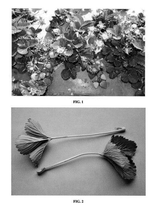 Figure 1 of US plant patent PP23383, the photograph of DrisStrawTwenty printed in the patent.
