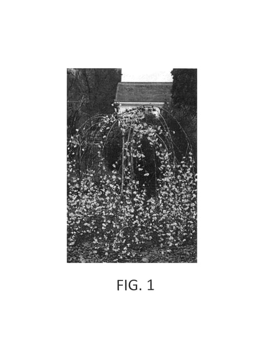 Figure 1 of US plant patent PP23384, the photograph of FPMSPL printed in the patent.