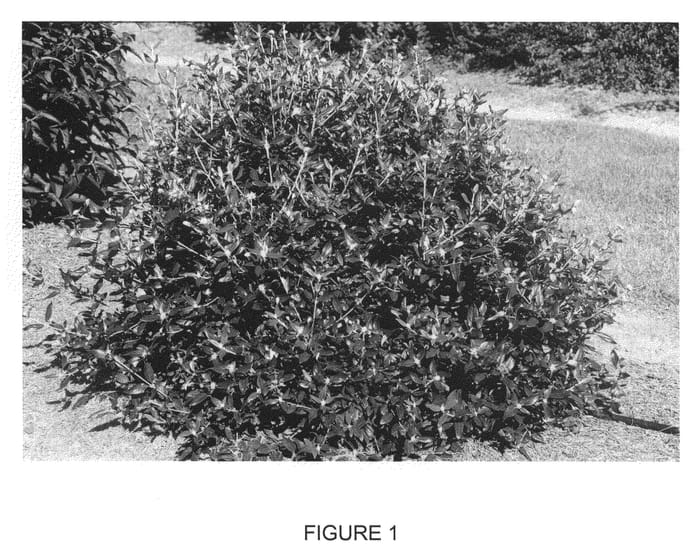 Figure 1 of US plant patent PP23385, the photograph of PIIVIB-I printed in the patent.