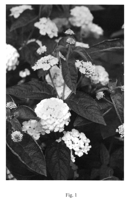 Figure 1 of US plant patent PP23386, the photograph of NEBLAN5151 printed in the patent.