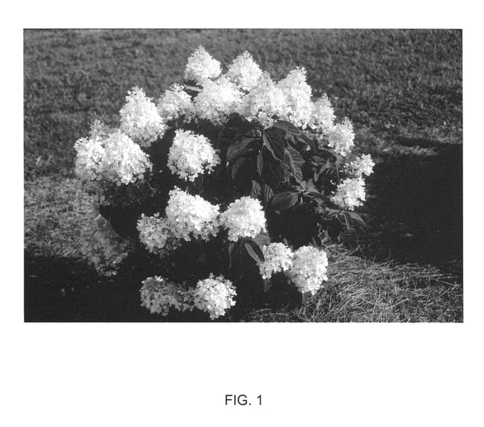 Figure 1 of US plant patent PP23387, the photograph of PIIHP-I printed in the patent.