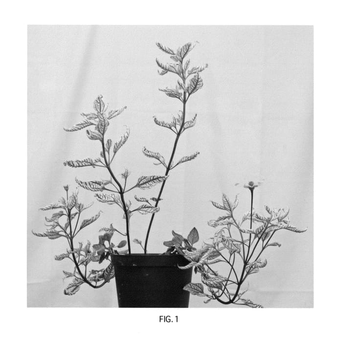 Figure 1 of US plant patent PP23390, the photograph of Summer Pink printed in the patent.