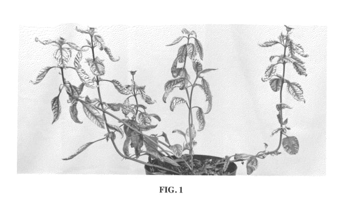 Figure 1 of US plant patent PP23391, the photograph of Summer Stripe printed in the patent.