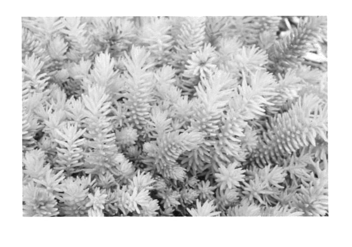 Figure 1 of US plant patent PP23392, the photograph of Nonar printed in the patent.