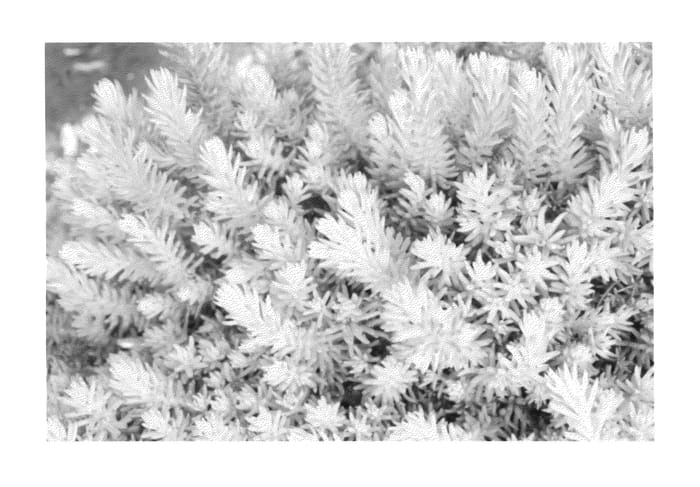 Figure 1 of US plant patent PP23393, the photograph of Nonah printed in the patent.