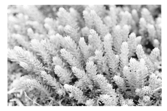 Figure 1 of US plant patent PP23394, the photograph of Nonic printed in the patent.