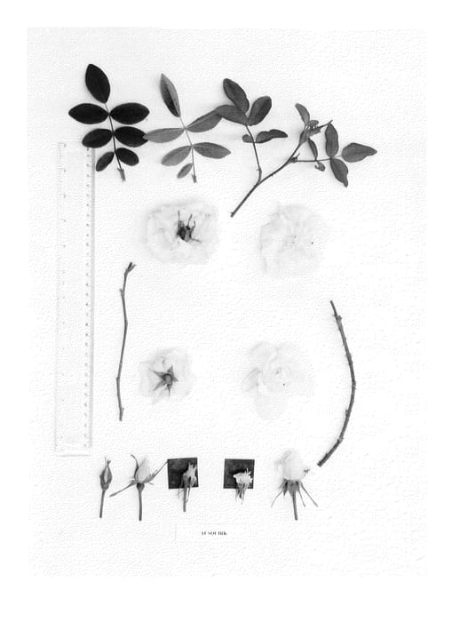 Figure 1 of US plant patent PP23395, the photograph of AUSquirk printed in the patent.