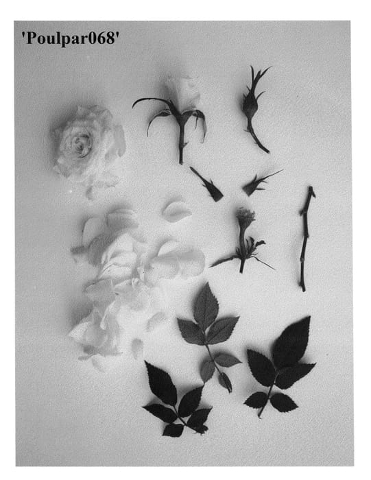 Figure 1 of US plant patent PP23396, the photograph of Poulpar068 printed in the patent.