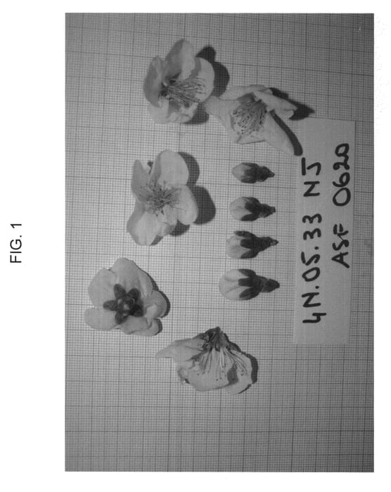 Figure 1 of US plant patent PP23397, the photograph of NECTATINTO printed in the patent.