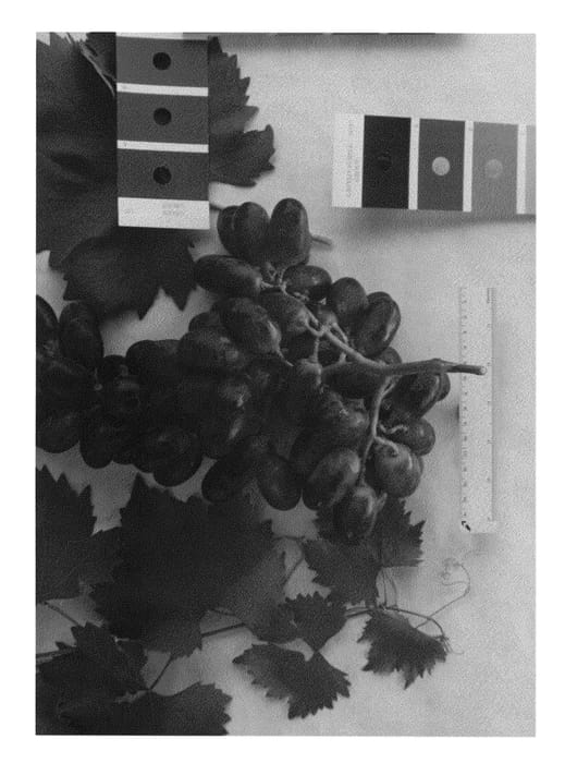 Figure 1 of US plant patent PP23398, the photograph of IFG Five printed in the patent.