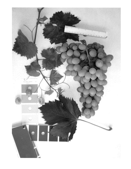 Figure 1 of US plant patent PP23399, the photograph of IFG Seven printed in the patent.