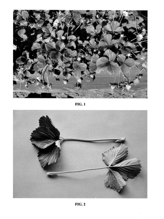Figure 1 of US plant patent PP23400, the photograph of DrisStrawTwentySeven printed in the patent.