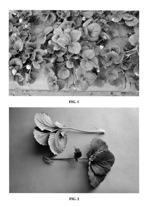 Figure 1 of US plant patent PP23401, the photograph of DrisStrawTwentyThree printed in the patent.